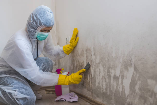 Best Local Mold Removal Service  in Ridgeway, VA