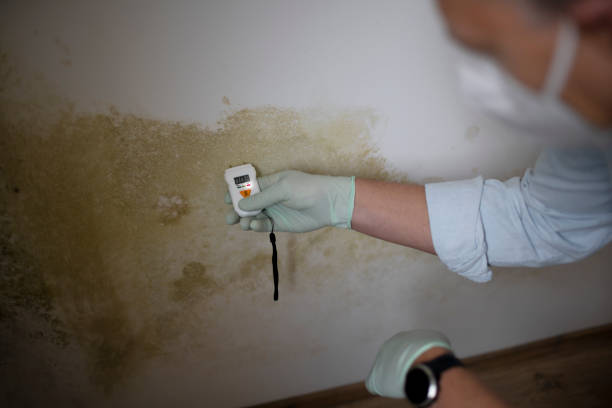Best Mold Testing  in Ridgeway, VA