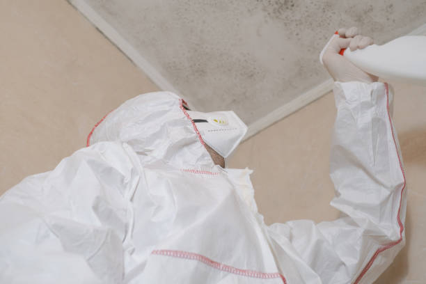 Best Fast Mold Removal  in Ridgeway, VA
