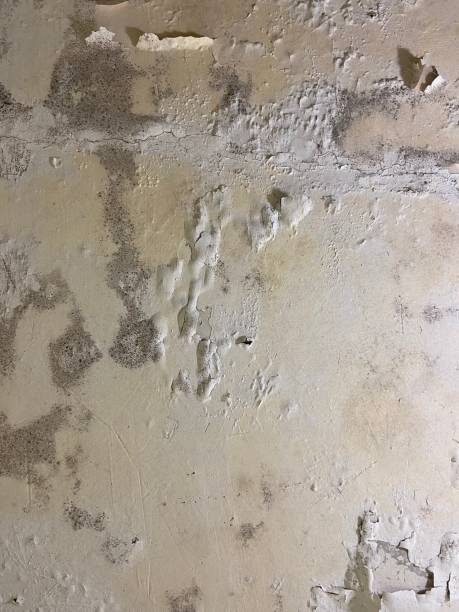 Trusted Ridgeway, VA Mold Removal Experts