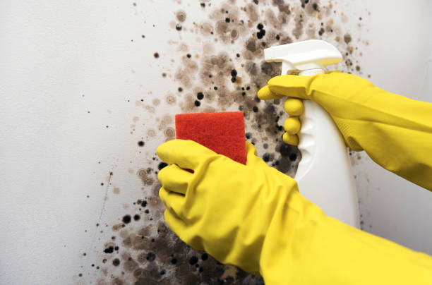 Best Crawl Space Mold Removal  in Ridgeway, VA