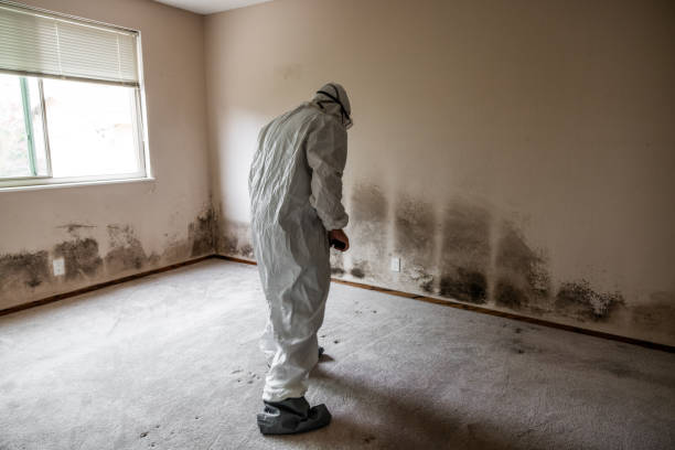 Best Home Mold Removal  in Ridgeway, VA