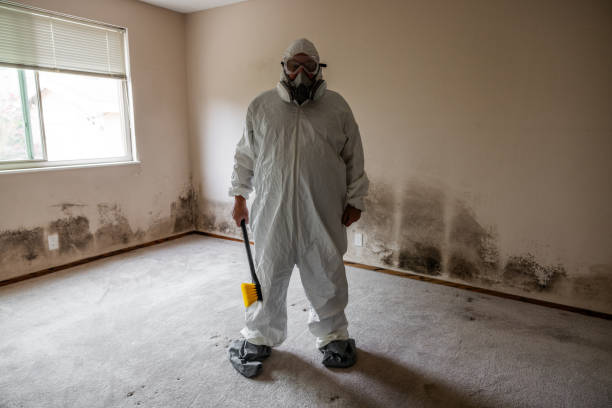 Best Mold Remediation  in Ridgeway, VA
