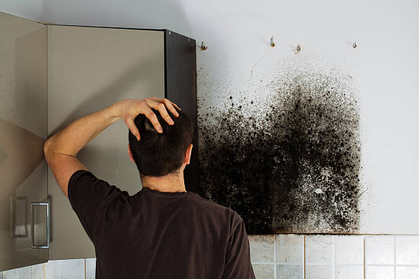 Best Residential Mold Removal  in Ridgeway, VA