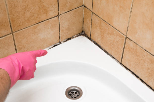Best Mold Remediation Services  in Ridgeway, VA