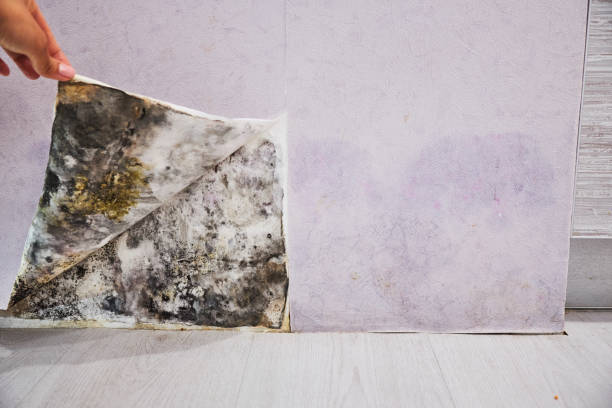 Best Best Mold Removal Companies  in Ridgeway, VA